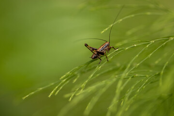 A single cricket resting on a blade of grass. Green background, fresh spring color. Insects in the family Tettigoniidae are commonly called katydids.