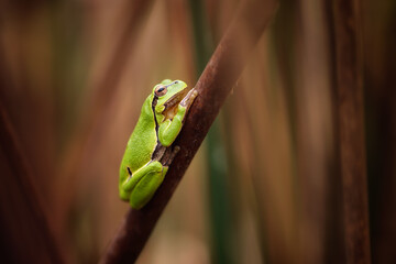 The European tree frog (Hyla arborea) is a small tree frog. Sitting on a blade of grass, hiding without move.As traditionally defined, it was found throughout much of Europe, Asia and northern Africa.