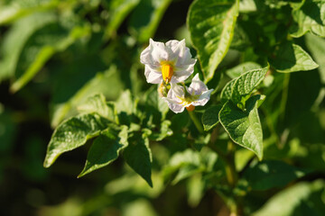 White flowers of blooming potato plant. Beautiful white and yellow flowers in bloom growing in homemade garden. Close up. Organic farming, healthy food, BIO viands, back to nature concept.