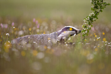 Animal on a meadow. The European badger (Meles meles), also known as the Eurasian badger, is a badger species in the family Mustelidae native to almost all of Europe and some parts of Western Asia. © janstria
