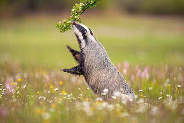Animal on a meadow. The European badger (Meles meles), also known as the Eurasian badger, is a...