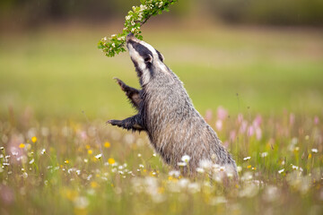 Animal on a meadow. The European badger (Meles meles), also known as the Eurasian badger, is a...