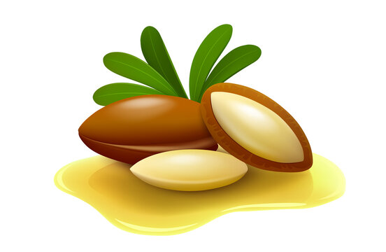 Argan nuts with leaves and peeled seeds in oil puddle isolated on white background. Realistic vector illustration. 