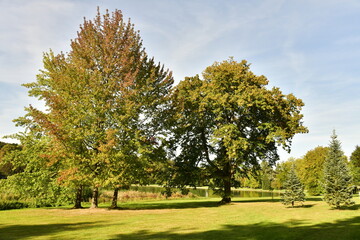 Fototapeta na wymiar Debut de l'automne au bois le long du Grand Etang du parc de Tervuren à l'est de Bruxelles