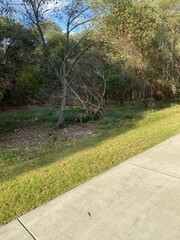 path in the park