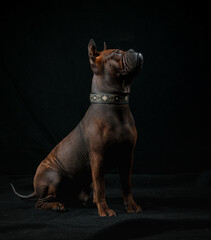 Obraz premium Chinese chongqing dog in studio
