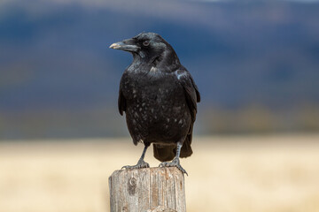 Raven Perched on a Fencepost in Wyoming