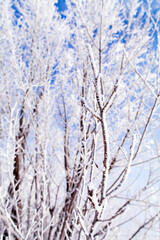 winter forest landscape background. frozen trees branch macro