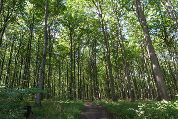 Rügen Kreideküste