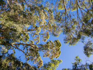 Eucalyptus trees at Cleland conservation park, Cleland, South Australia