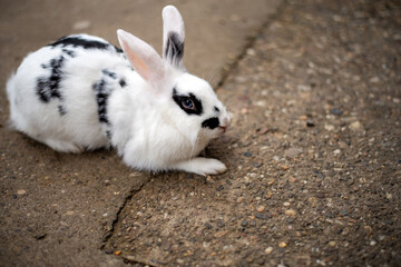  rabbit on concrete ground.