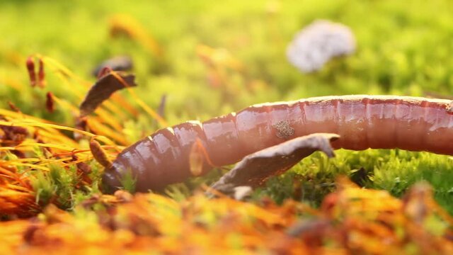 An earthworm is a terrestrial invertebrate that belongs to the class Clitellata, order Oligochaeta, phylum Annelida. They exhibit a tube-within-a-tube body plan.