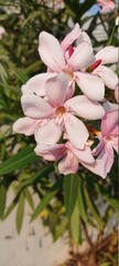The white flowering plants in the garden are very beautiful