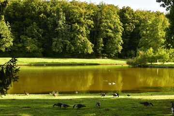 L'un des étangs à contre-jour avec groupe de bernasses du Canada au parc de Tervuren