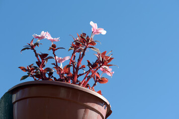 Closeup of hanging vase with pink Impatiens and totally blue sky
