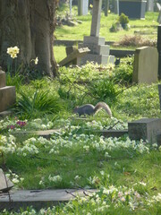 Squirrel at the cemetery