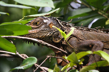 Iguane Jungle