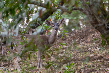 Young buck deer hiding in the woods