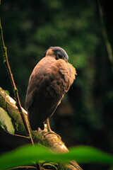 Oiseau cache Regard