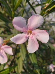 The white flowering plants in the garden are very beautiful