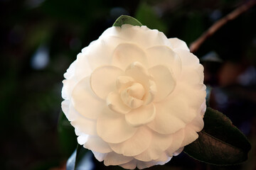 Closeup of white camellia in contrast to the very dark garden background