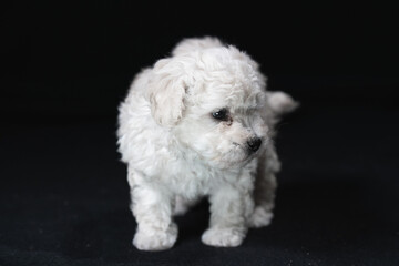 Russian Tsvetnaya Bolonka dogs in studio
