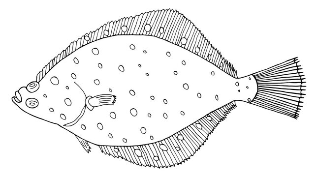 recommend clip art: Flounder fish hand drawn. Black and white. Beautiful flatfish drawing on white background. Vector illustration.