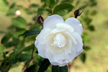 Closeup of white camellia in contrast to the blurred green garden background