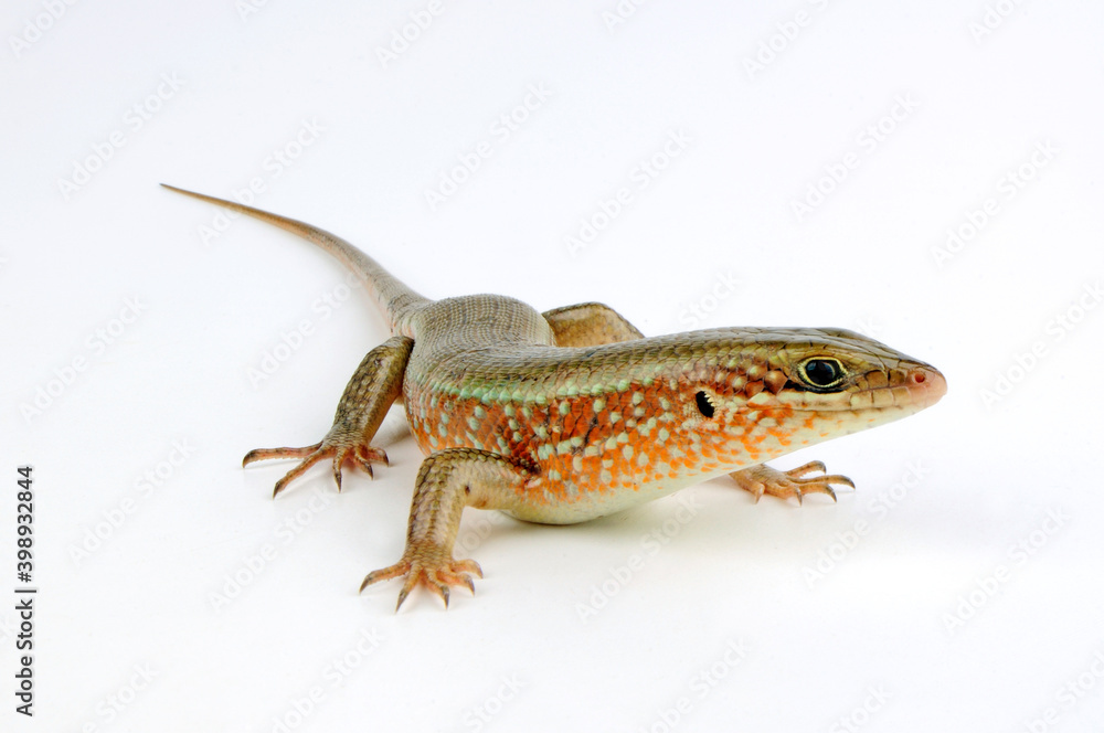 Sticker African red-sided skink // Bunter Togoskink (Trachylepis perrotetii)