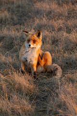 red fox vulpes