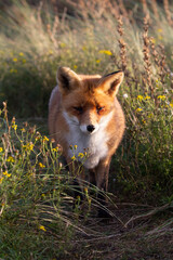 red fox vulpes