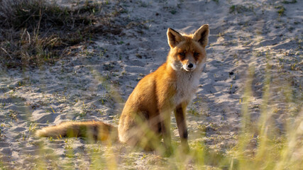 red fox vulpes