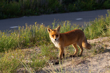 red fox vulpes