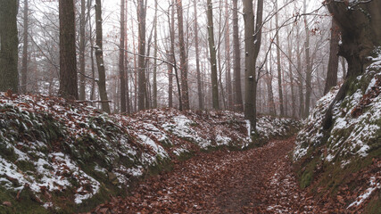 Tajemnicza leśna droga we mgle zimą