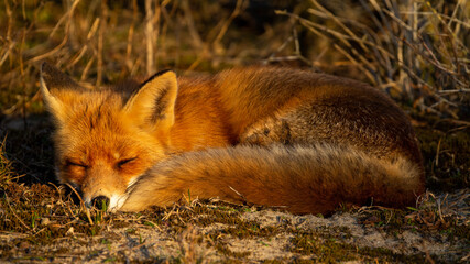 red fox vulpes