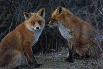 two red fox