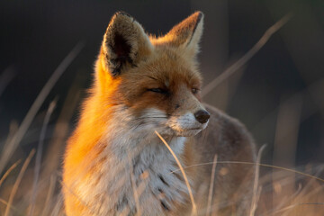 red fox vulpes