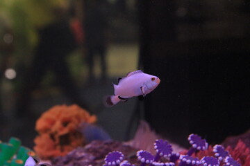 Clownfish in an aquarium exhibit