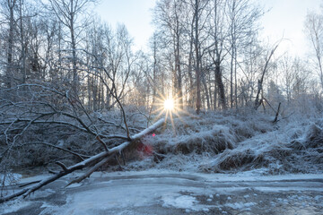 a sunny winter day in a forest