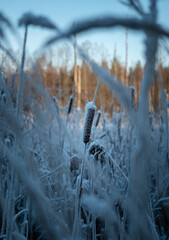 frozen reeds in winter swamp