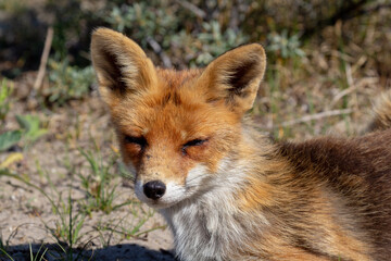 red fox vulpes