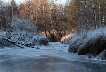 a sunny winter day in a forest