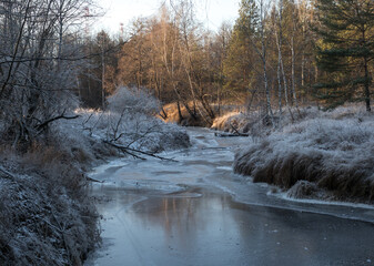 a sunny winter day in a forest