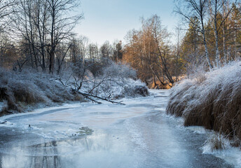 a sunny winter day in a forest