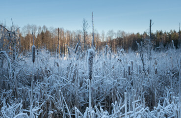 frozen reeds in winter swamp