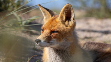 red fox vulpes