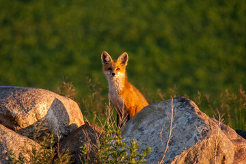 Fox pup in a rockpile