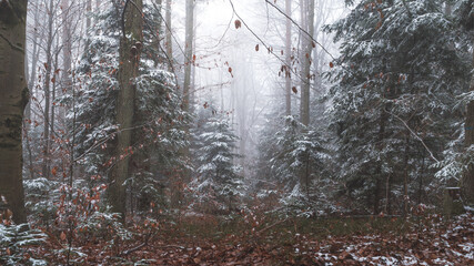 Tajemniczy zimowy las we mgle