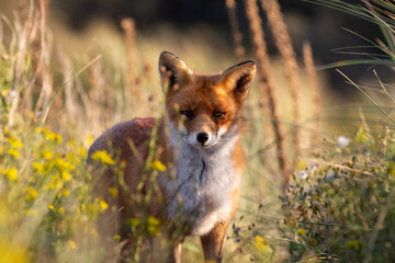 fox in the grass