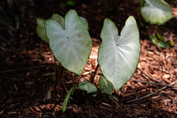 Heart shaped leaves.  A valentine